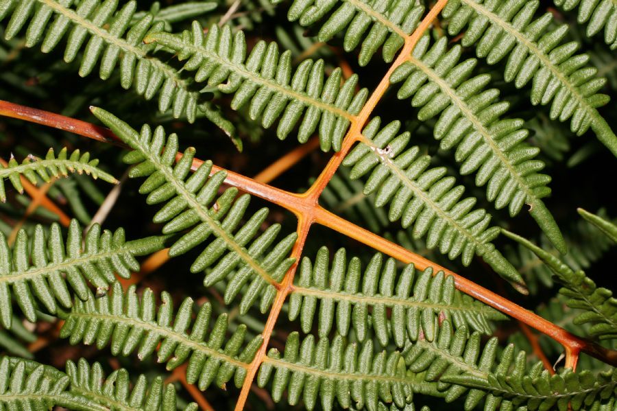 Dennstaedtiaceae Pteridium arachnoideum