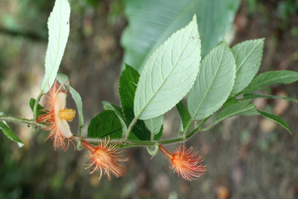 Gesneriaceae Drymonia 