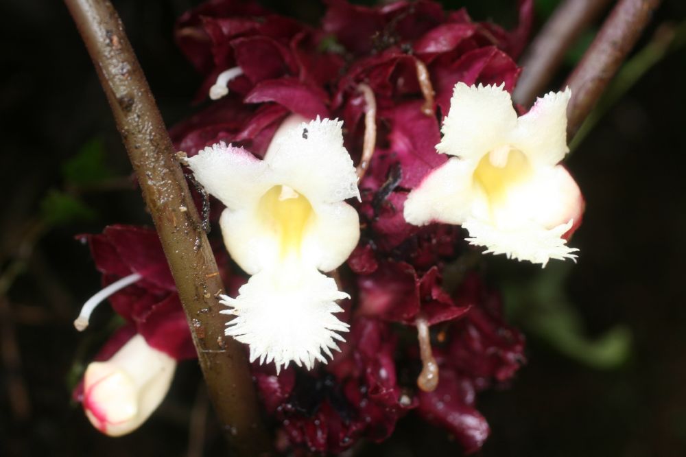 Gesneriaceae Drymonia turrialbae