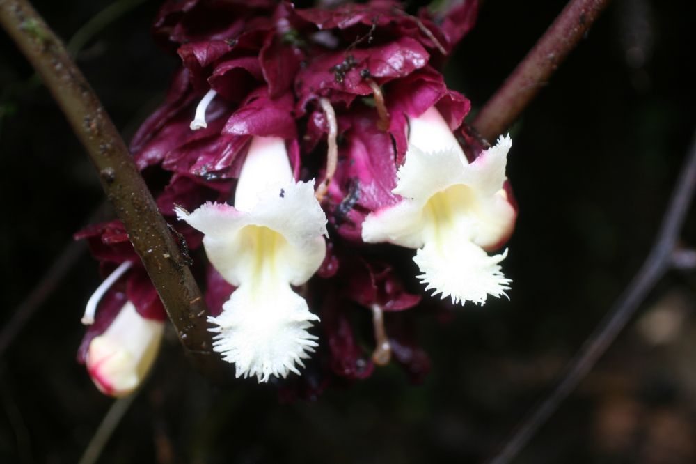 Gesneriaceae Drymonia turrialbae