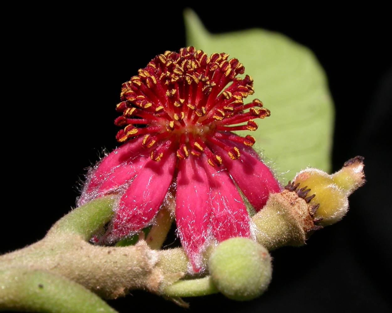 Euphorbiaceae Garcia nutans