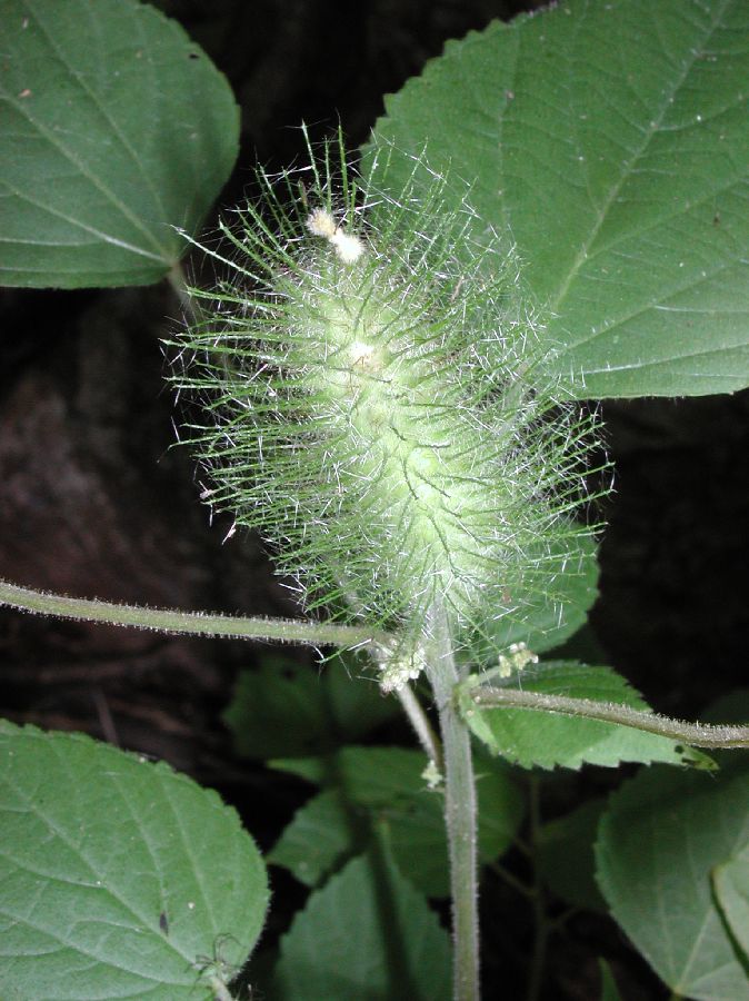 Euphorbiaceae Acalypha alopecuroides