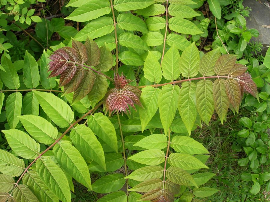 Simaroubaceae Ailanthus altissima