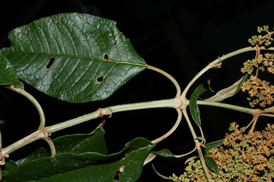 Scrophulariaceae Buddleja 