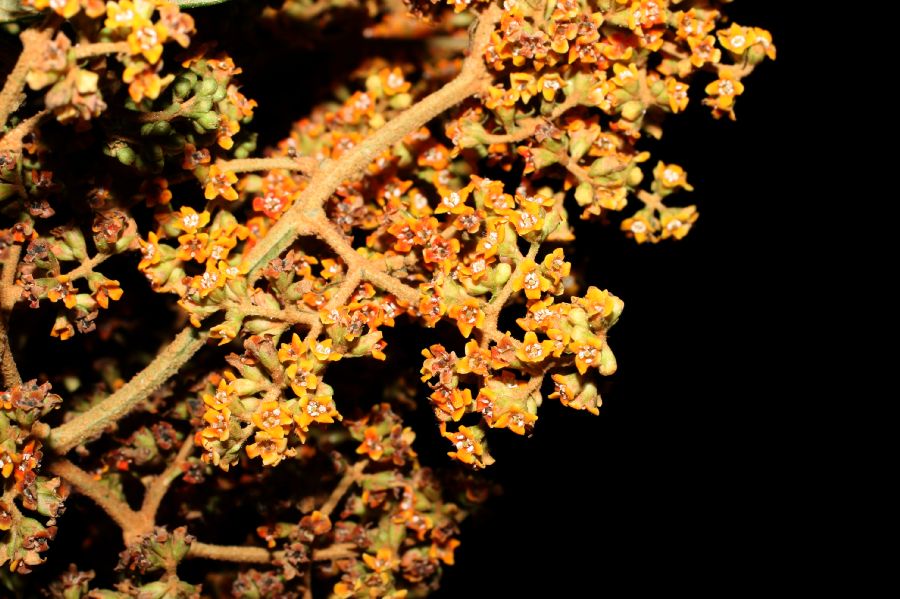 Scrophulariaceae Buddleja 