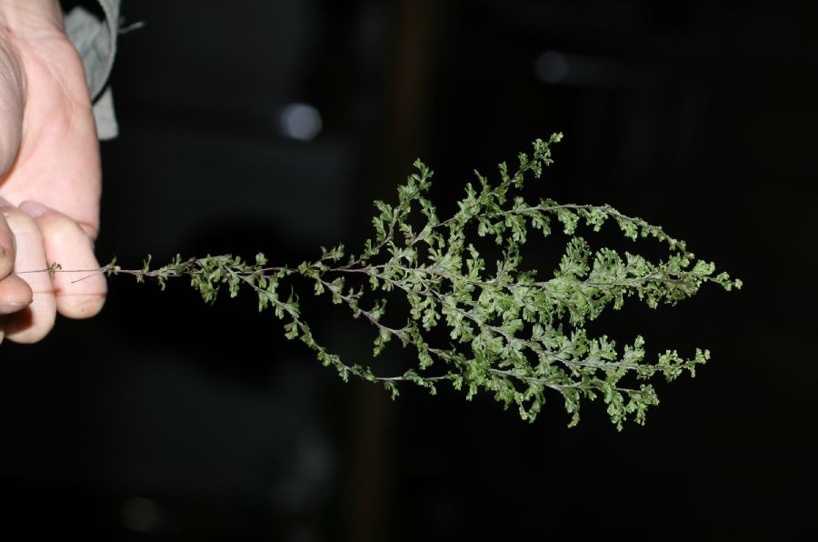 Hymenophyllaceae Hymenophyllum undulatum