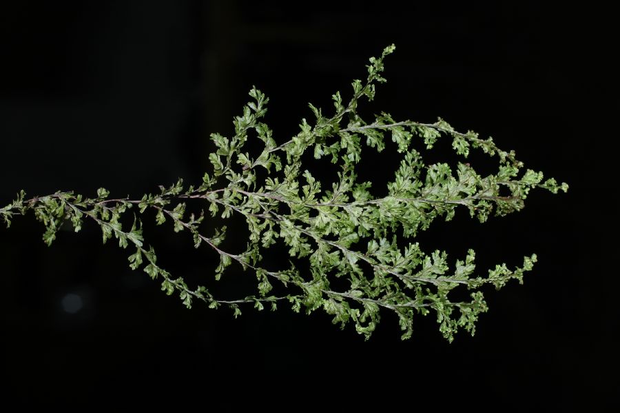 Hymenophyllaceae Hymenophyllum undulatum