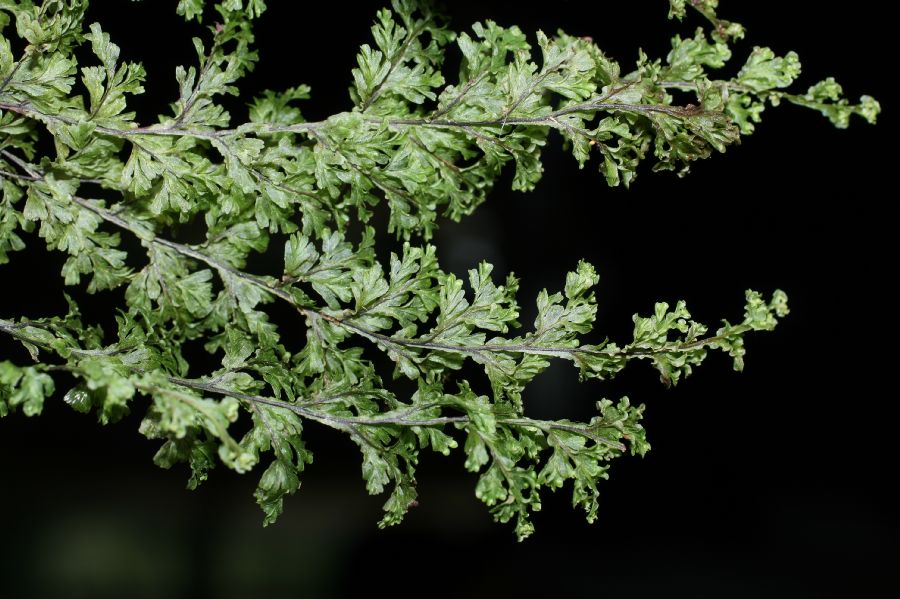 Hymenophyllaceae Hymenophyllum undulatum