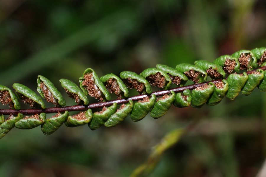 Aspleniaceae Asplenium castaneum