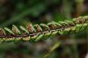 image of Asplenium castaneum