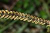 image of Asplenium castaneum