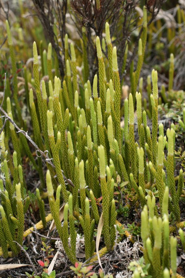 Lycopodiaceae Lycopodium contiguum