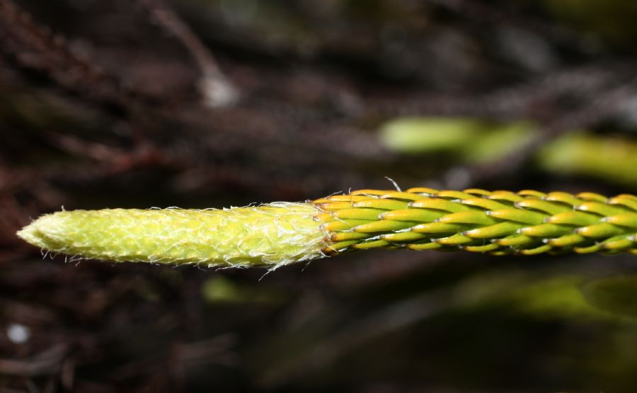 Lycopodiaceae Lycopodium contiguum