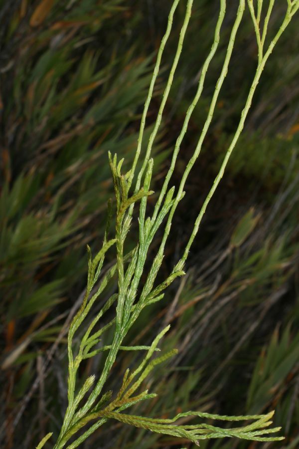 Lycopodiaceae Diphasiastrum thyoides