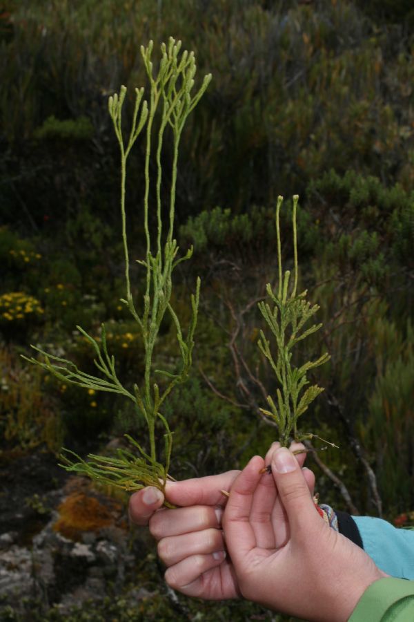 Lycopodiaceae Diphasiastrum thyoides