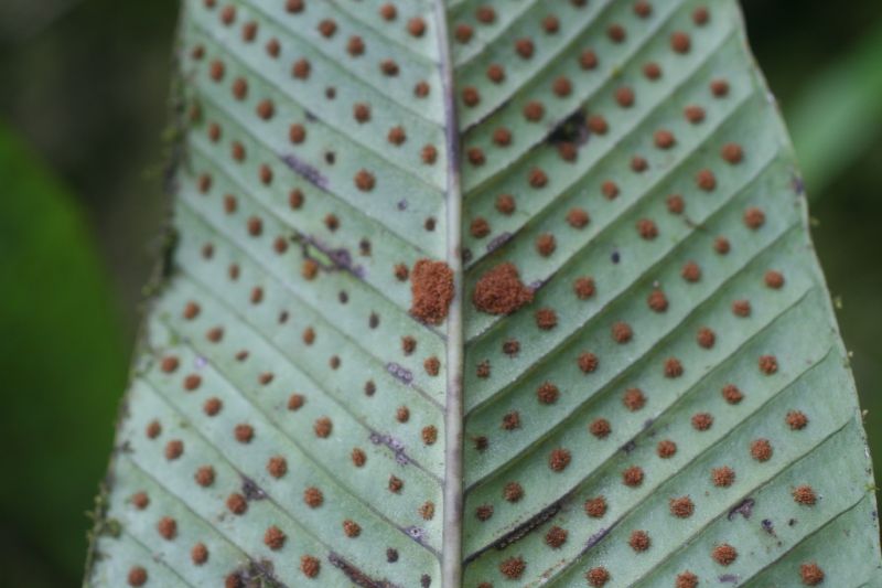 Polypodiaceae Niphidium crassifolium