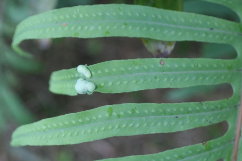 Polypodiaceae Phlebodium pseudoaurum