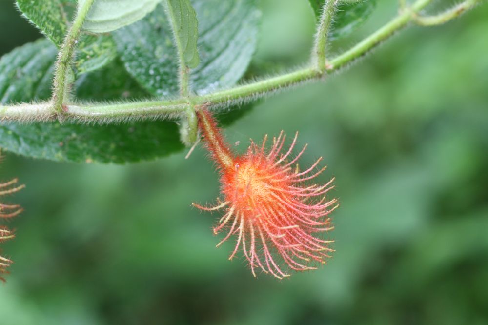 Gesneriaceae Drymonia 