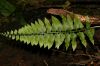 image of Asplenium hastatum