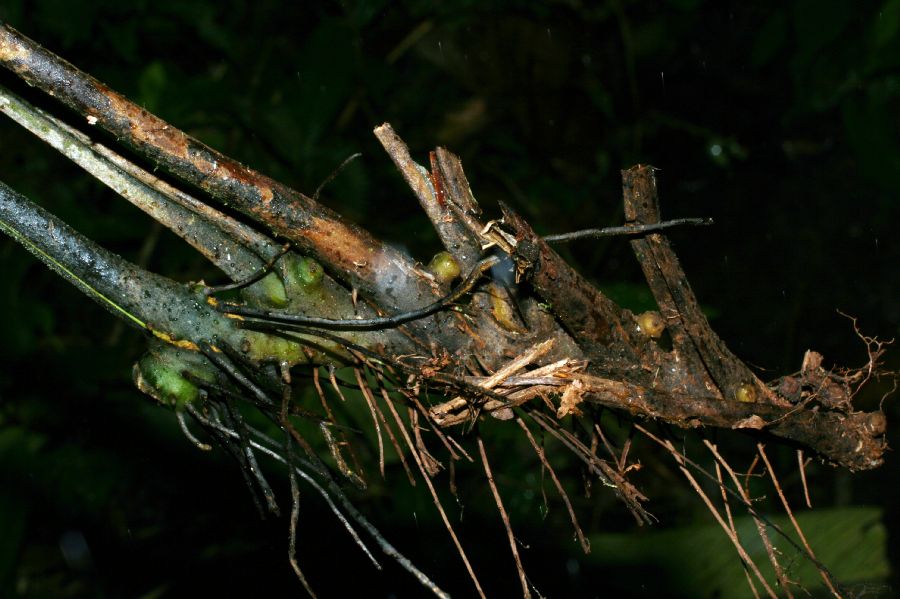 Dennstaedtiaceae Dennstaedtia cornuta