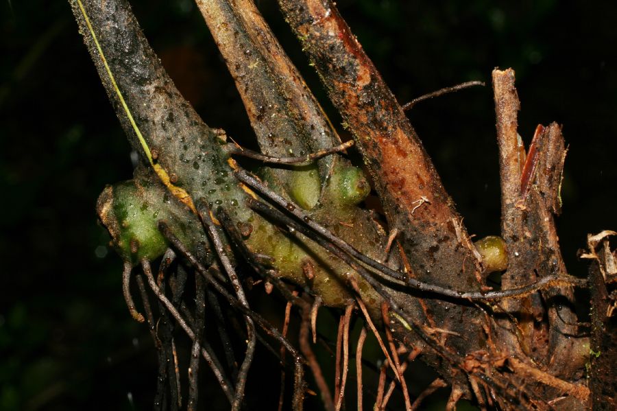 Dennstaedtiaceae Dennstaedtia cornuta