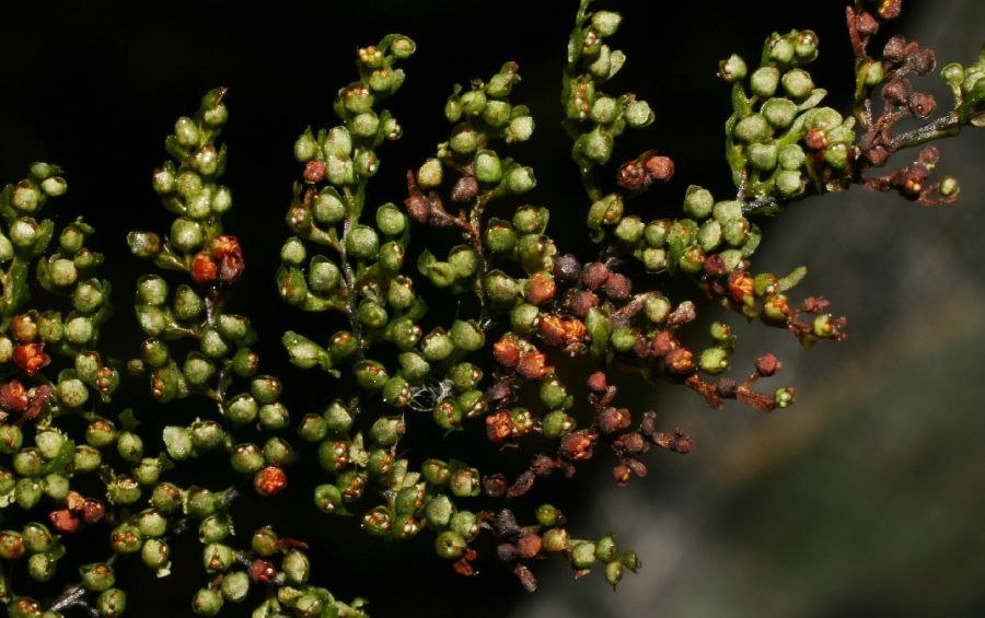 Hymenophyllaceae Hymenophyllum myriocarpon