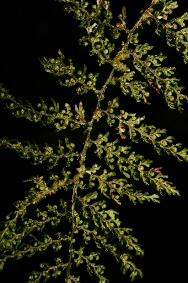 Hymenophyllaceae Hymenophyllum myriocarpon