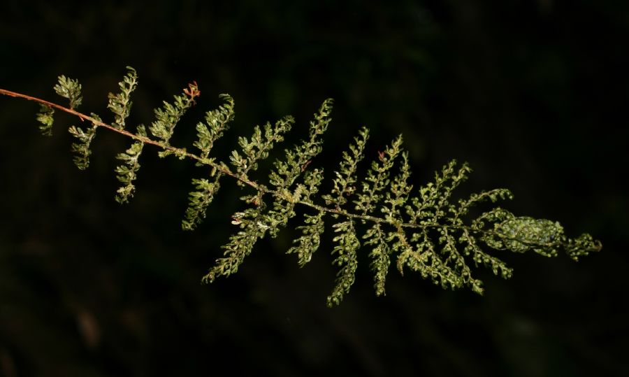 Hymenophyllaceae Hymenophyllum myriocarpon