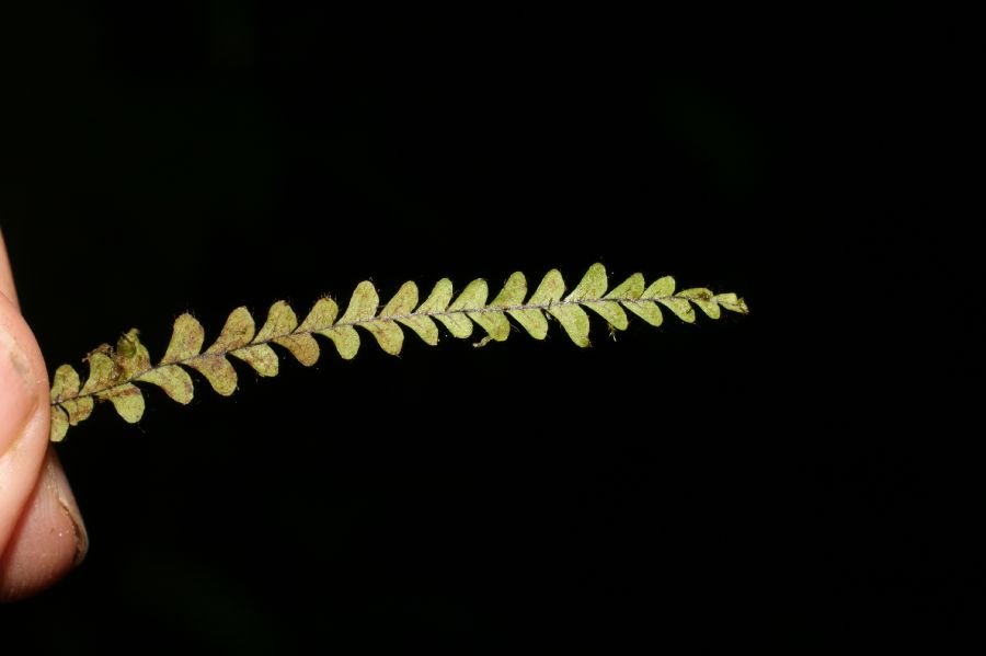 Polypodiaceae Ascogrammitis 