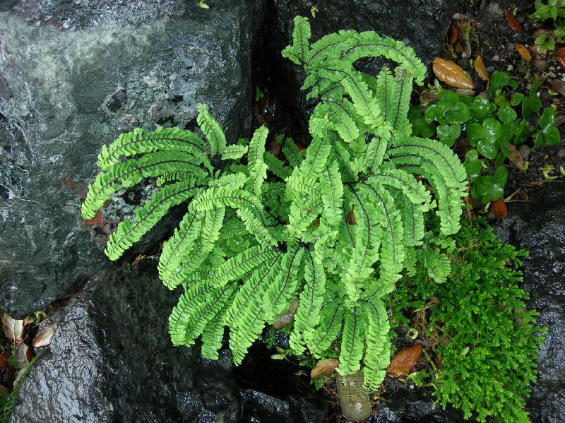 Pteridaceae Adiantum aleuticum