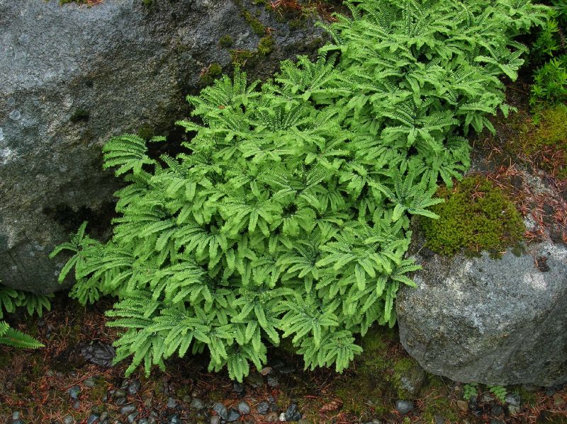 Pteridaceae Adiantum aleuticum