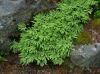 image of Adiantum aleuticum