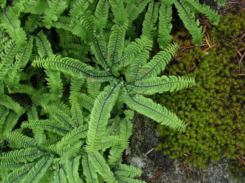 Pteridaceae Adiantum aleuticum