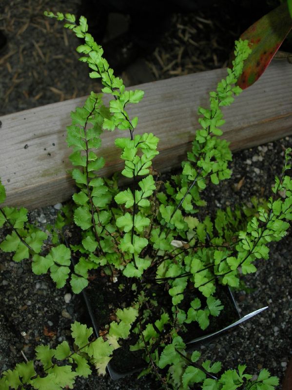 Aspleniaceae Asplenium trichomanes