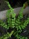 image of Asplenium trichomanes