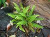 image of Asplenium officinale