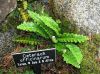 image of Asplenium officinale