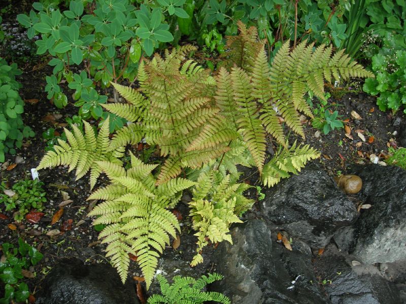 Dryopteridaceae Dryopteris erythrosora