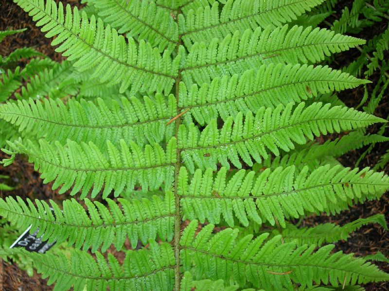 Dryopteridaceae Dryopteris cashmiriana