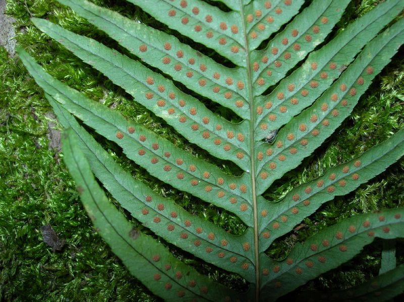 Polypodiaceae Polypodium glycyrrhiza