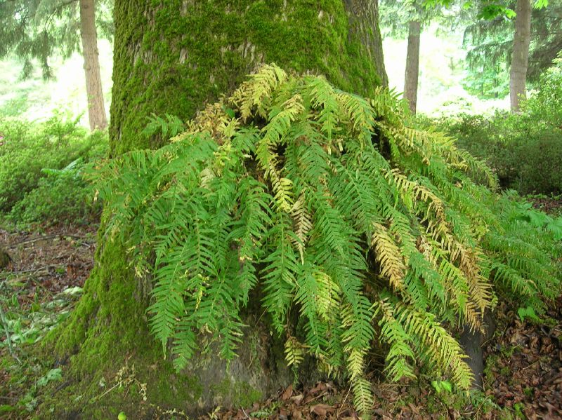 Polypodiaceae Polypodium glycyrrhiza