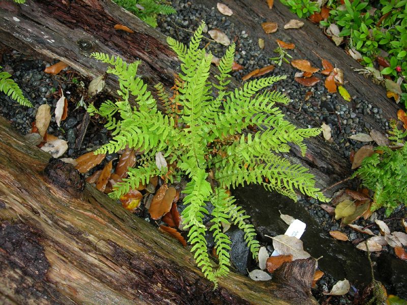 Woodsiaceae Woodsia polystichoides