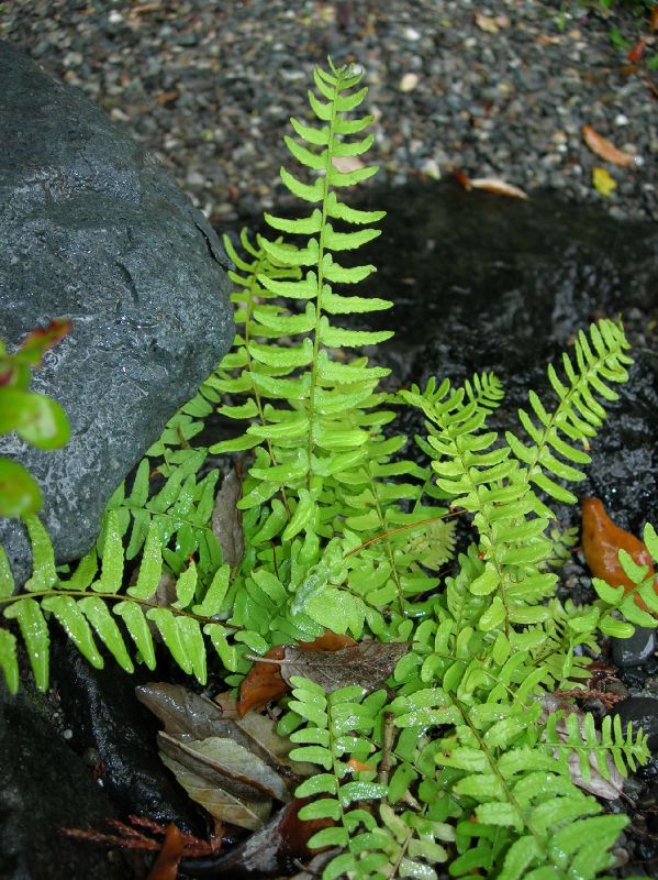 Woodsiaceae Woodsia polystichoides