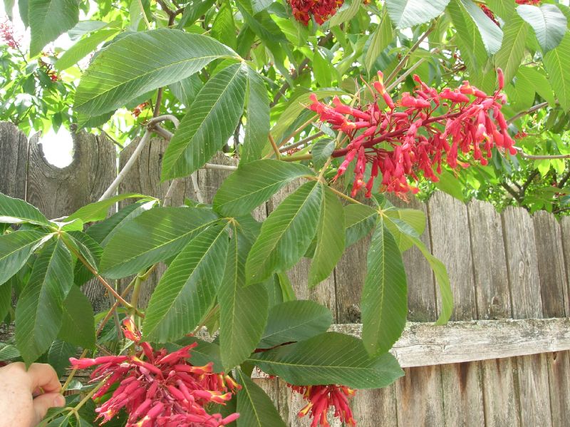 Hippocastanaceae Aesculus pavia