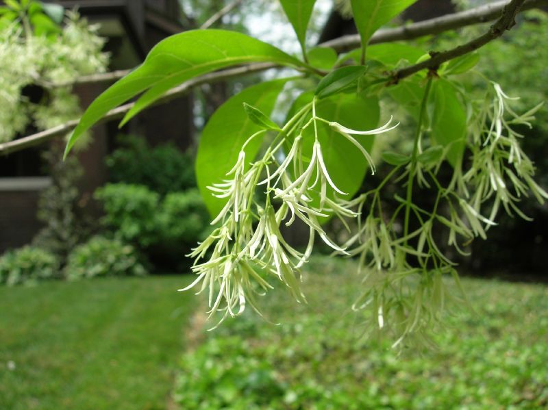 Oleaceae Chionanthus virginicus