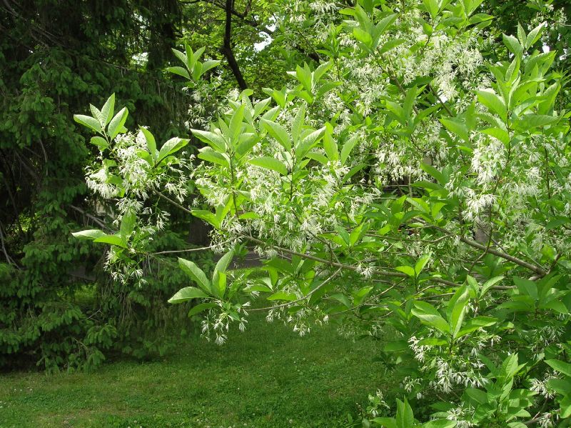 Oleaceae Chionanthus virginicus