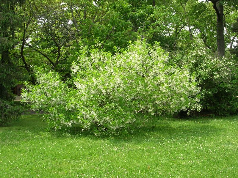 Oleaceae Chionanthus virginicus