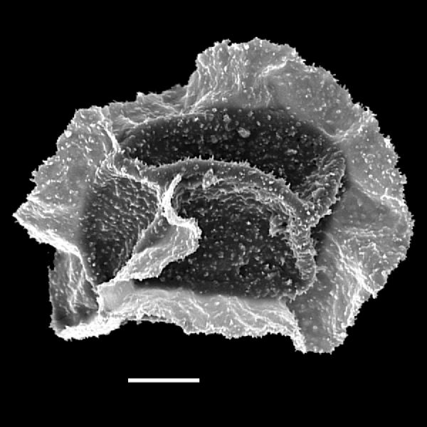 Lomariopsidaceae Dracoglossum sinuatum