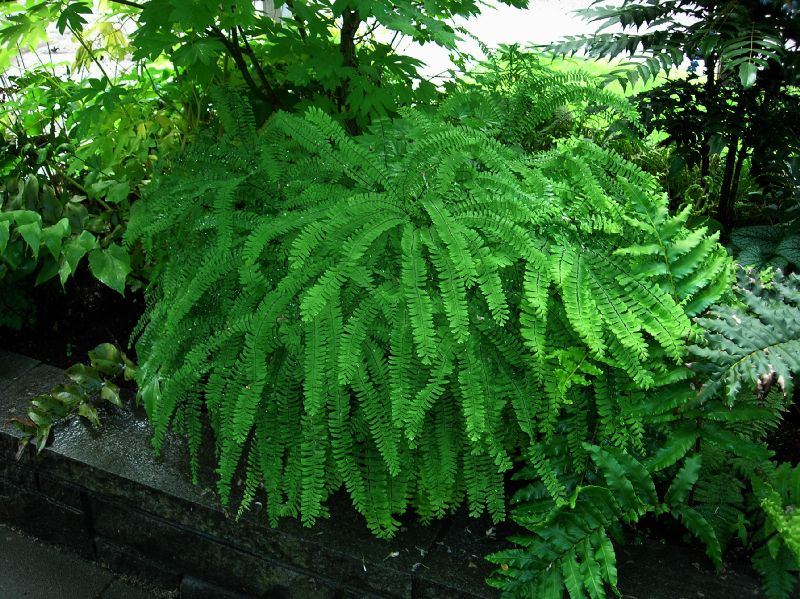 Pteridaceae Adiantum aleuticum