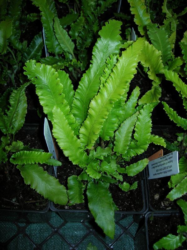 Aspleniaceae Asplenium scolopendrium